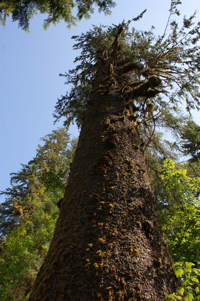 Gypsy Life Journal The Big Spruce Tree