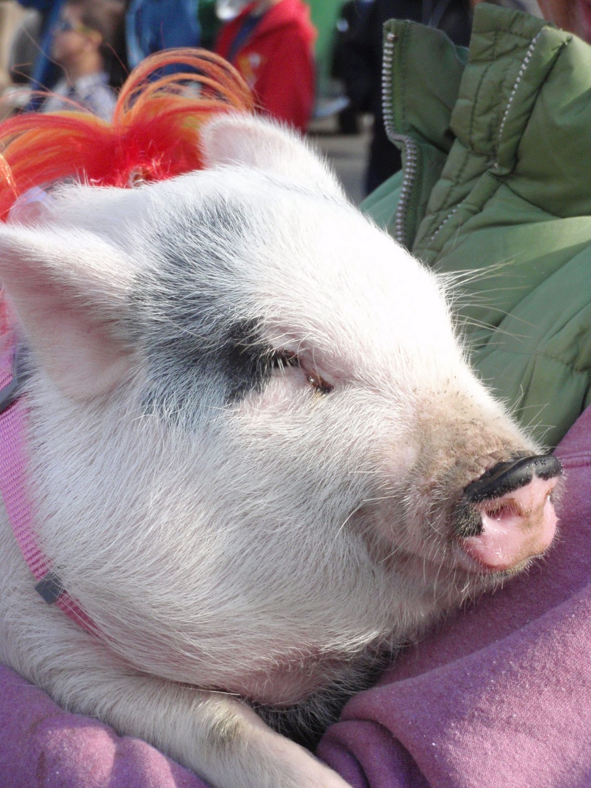 MAISON de BALLARD: Big Parade in Little Washington