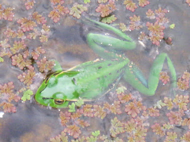 My Frog Pond