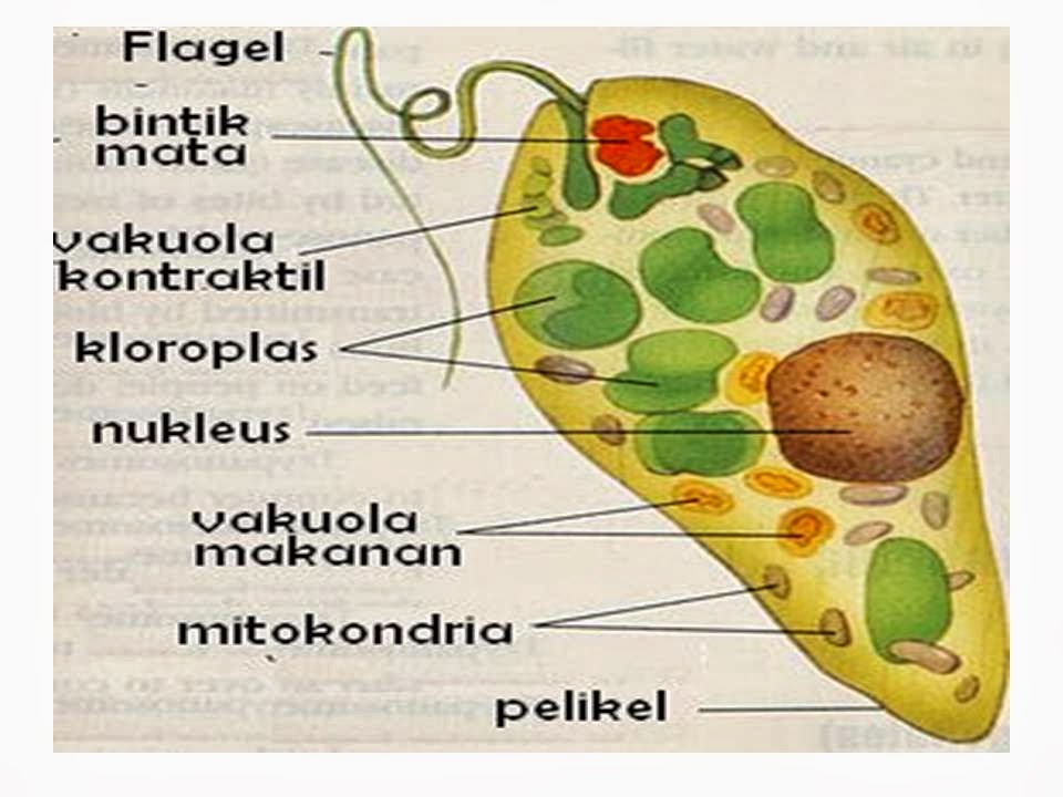 Fungsi Vakuola Dan Dinding Sel Fungsi Vakuola Dan Dinding Sel