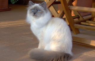 Birman Cat Pictures