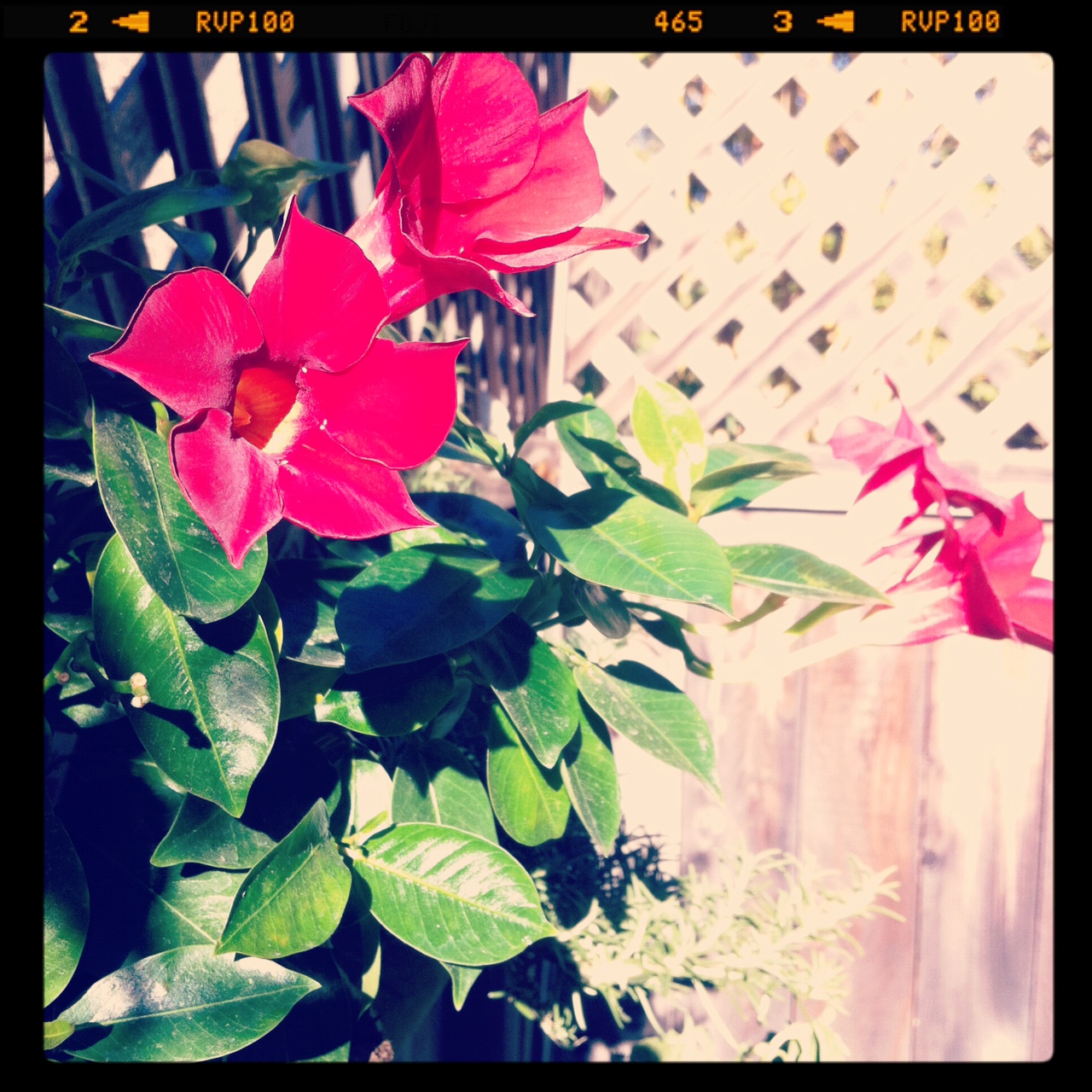 O Garden, My Garden! The Best Flower Ever