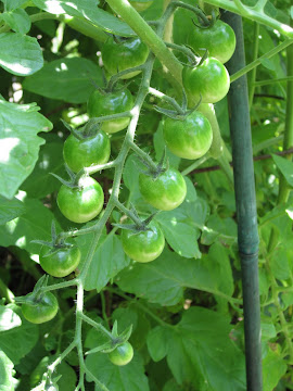 Cherry Tomatoes