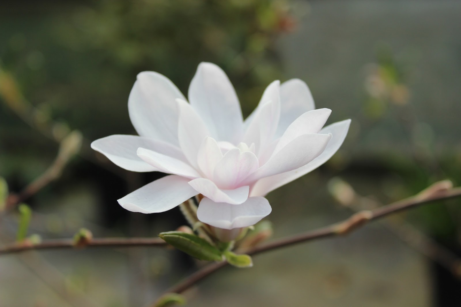 Poisonous Garden Plants Iris Azalea And Hydrangea Dengarden
