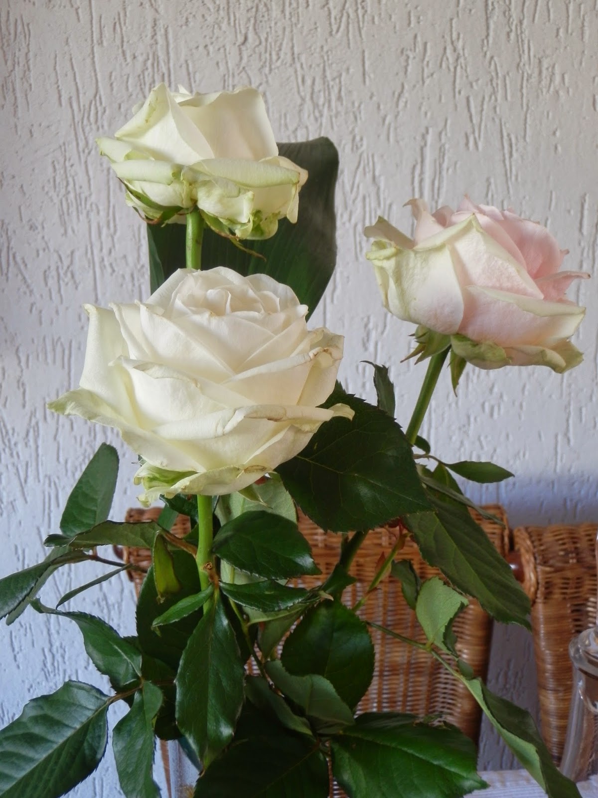 Hortensia Annabelle Bestellen Online Directplant Directplant