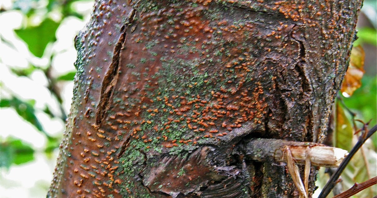 american chestnut blight resistant trees for sale american chestnut blight resistant trees for sale