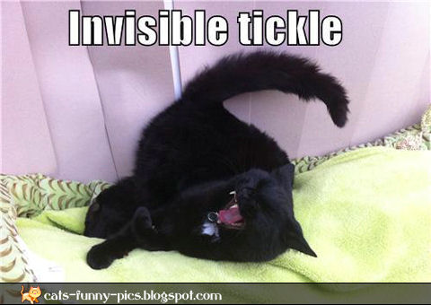 Invisible+tickle+funny+animals+picture.j