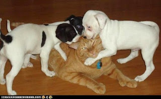 cat+and+dogs.jpg