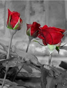 Jalan menuju kebahagiaan itu tidak ditaburi bunga mawar yang harum...