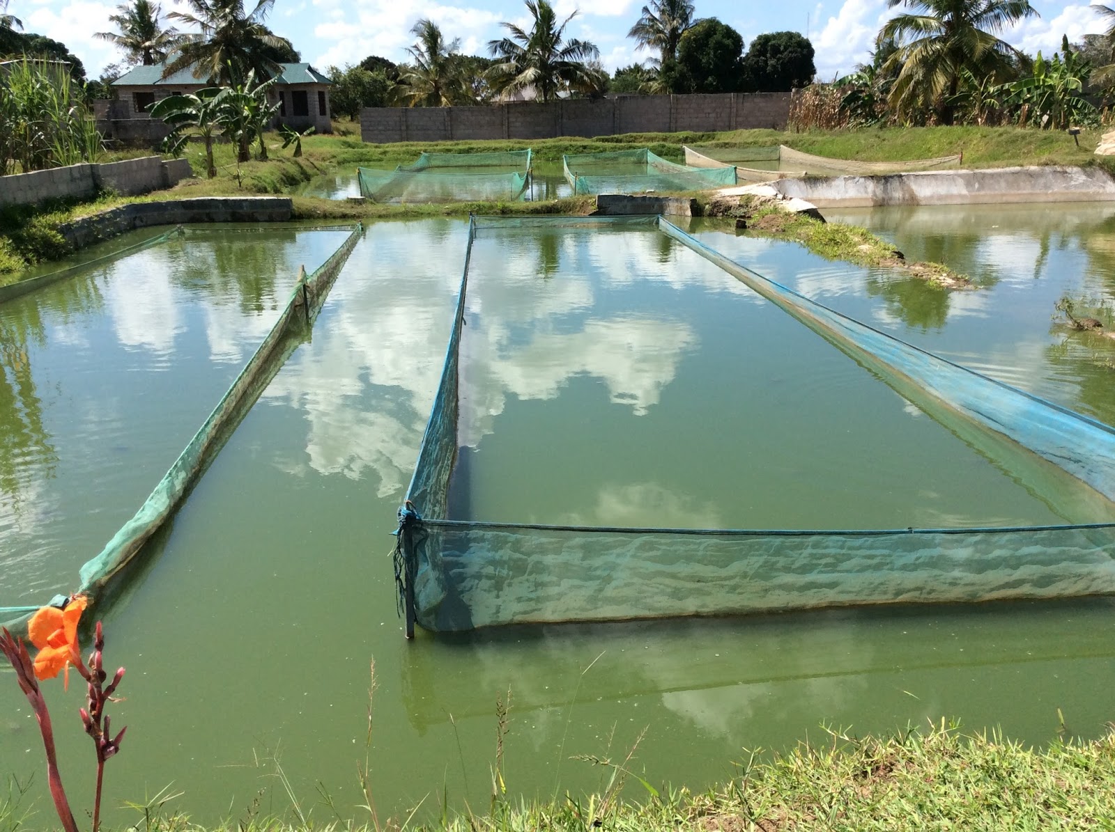 Mmanda Aqua Farming blog Eden AgriAqua Farming Centre, Tanzania