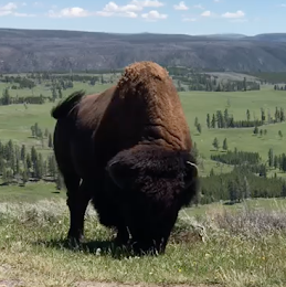 Bison im Yellowstone-Park (USA)