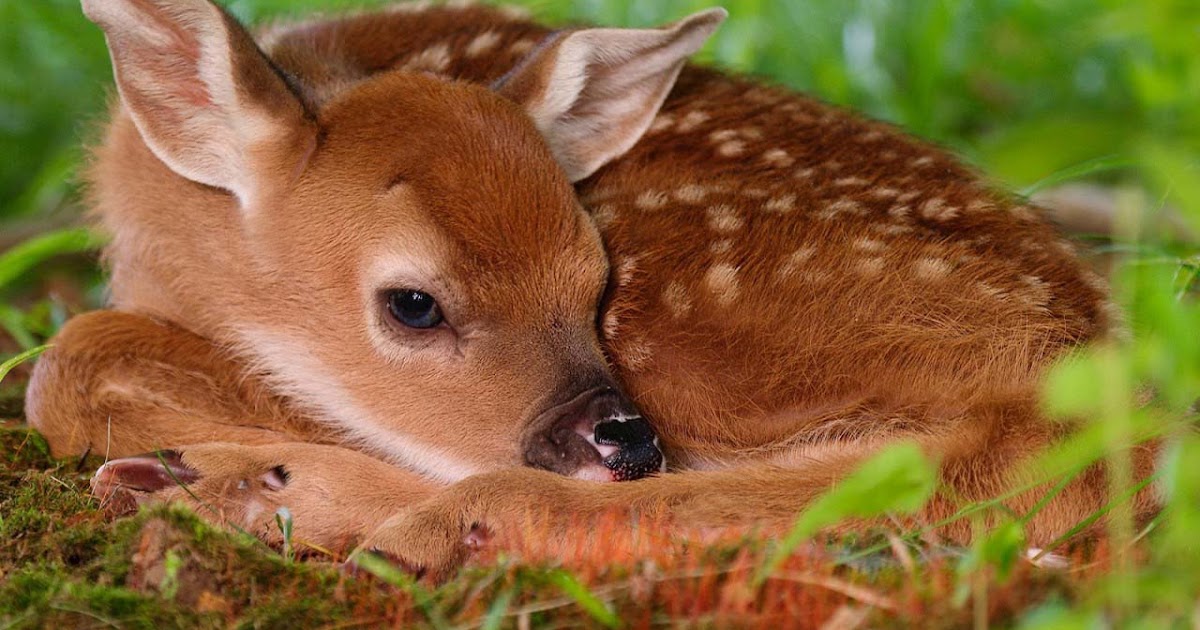 Deer Wallpaper For Iphone | Free Download Wallpaper | DaWallpaperz