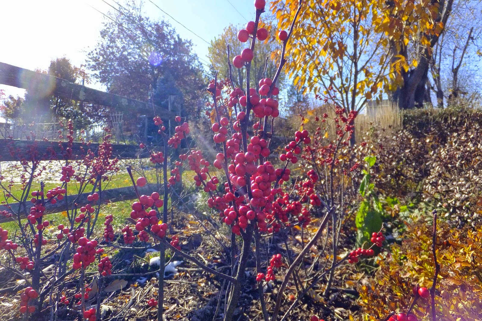Growing Is Beautiful Plants Of Promise Dwarf Fothergilla