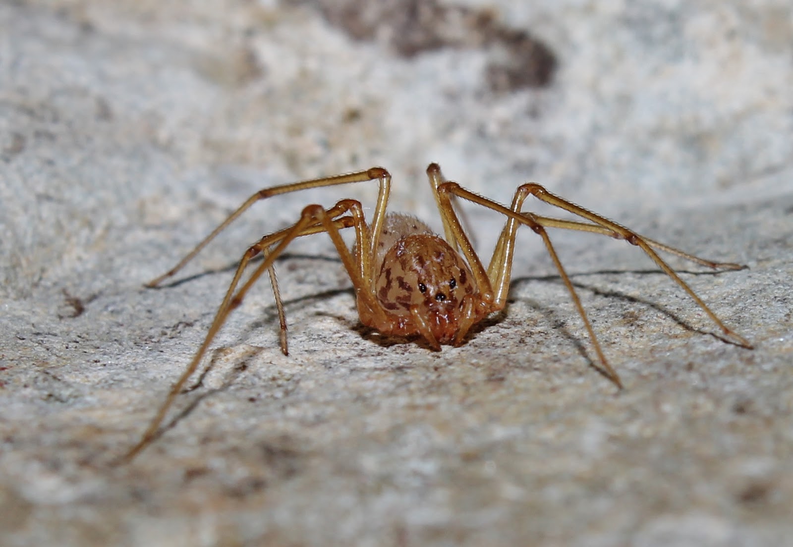 Biodiversity of Cyprus by NGO Protection of the Natural Heritage and