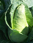 Pointed Head Cabbage