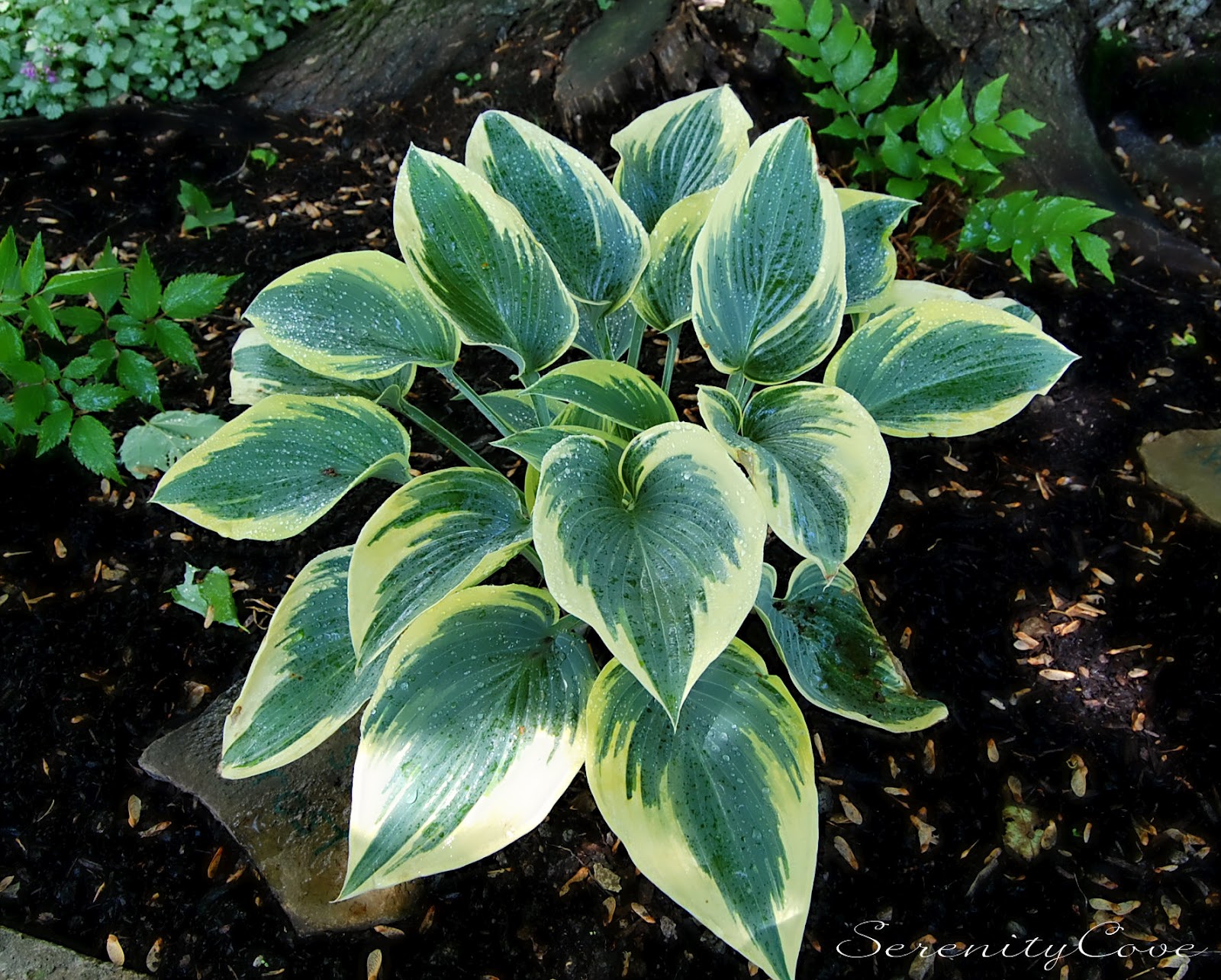 Serenity Cove: A few favorite Hostas