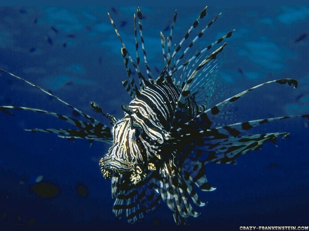 Fish Wallpapers ~ Welcome To My Site