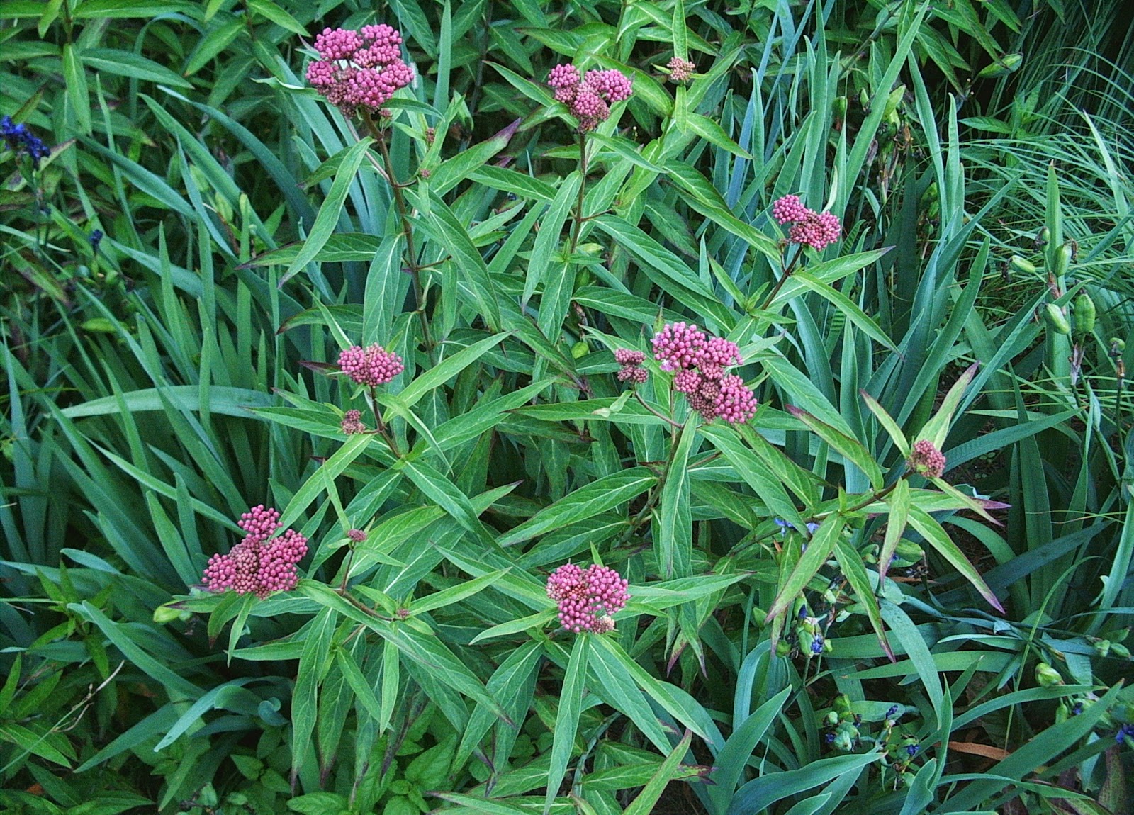 Pinelands Nursery Asclepias incarnata Swamp Milkweed