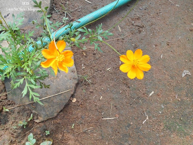 Ambalapara Blossoms