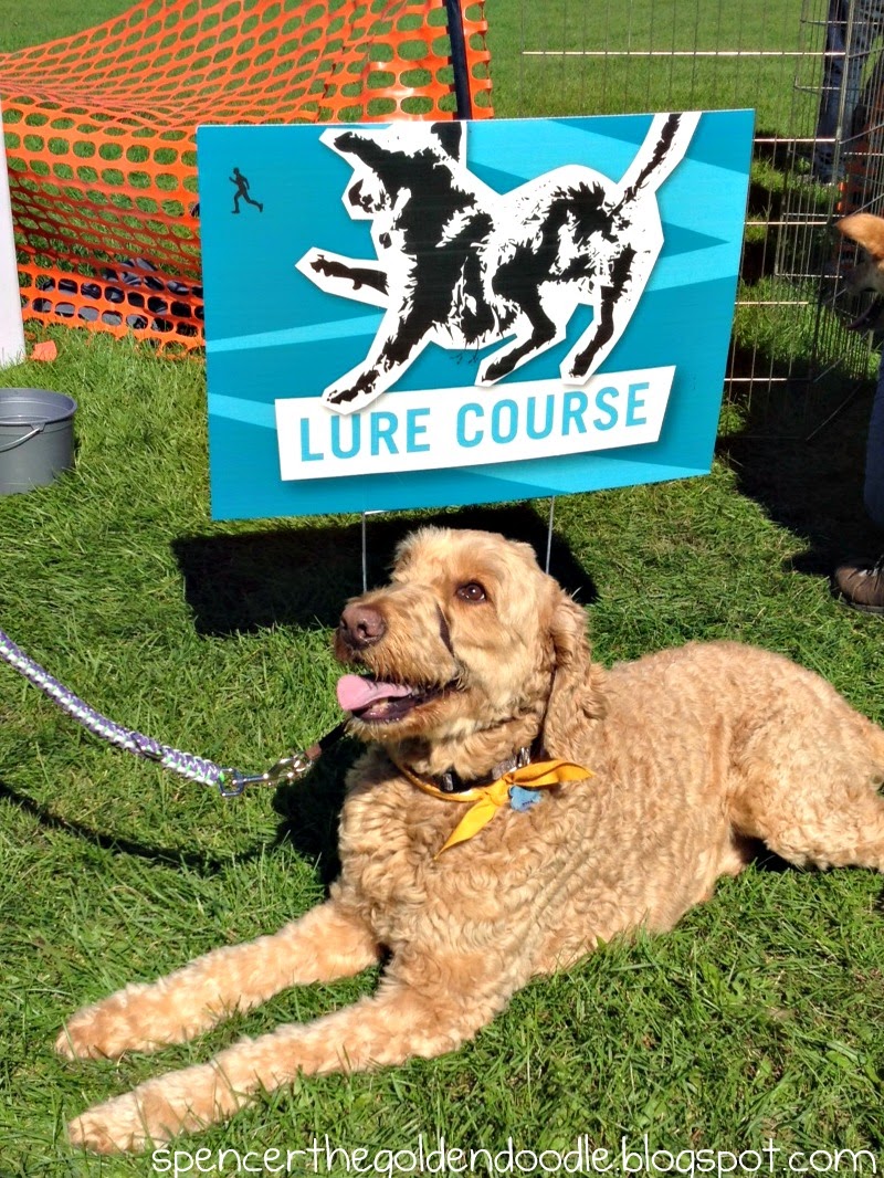 Spencer the Goldendoodle: Fit Friday: Fly Ball and Lure Course