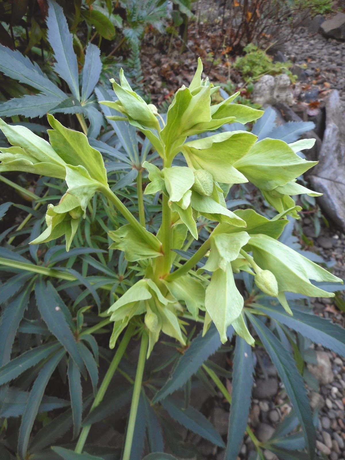 Arborboy Shrub Of The Week Spiraea Thunbergii