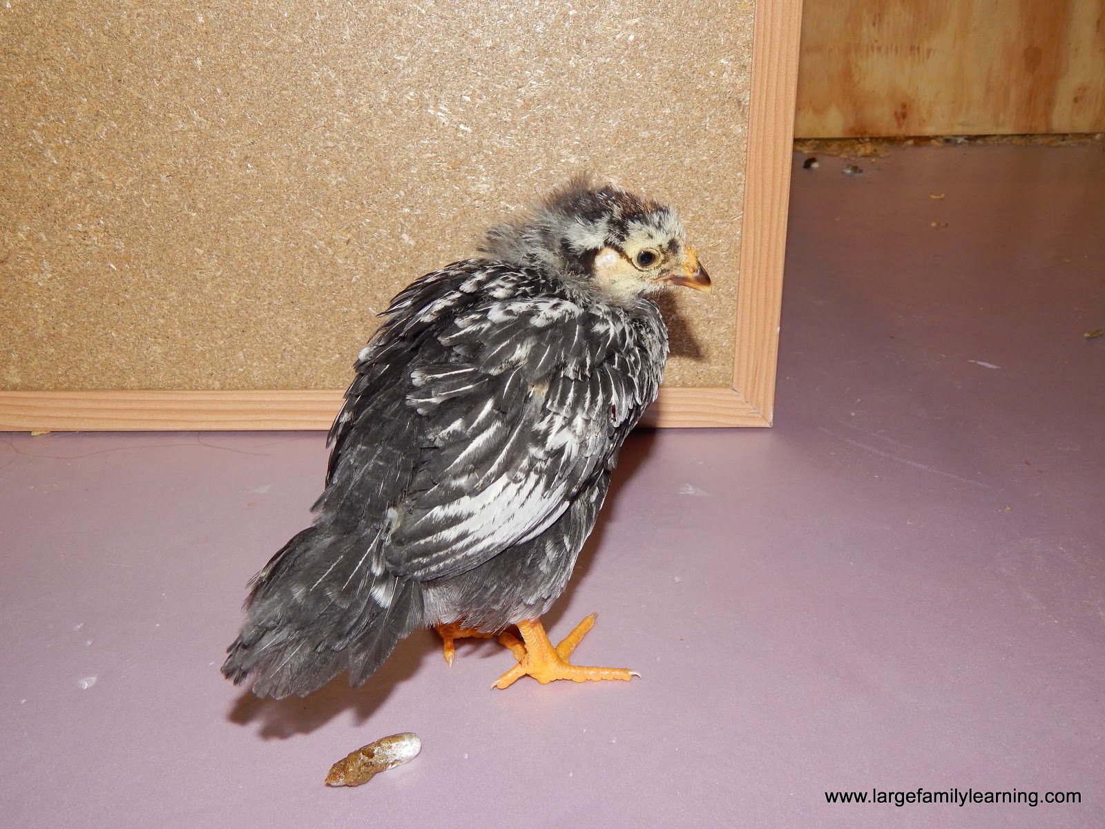 Large Family Learning Raising Baby Chicks 3 Weeks Old