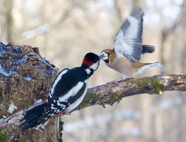 Two birds a woodpecker and grosbeak kissing, goodbye kiss, bird's love