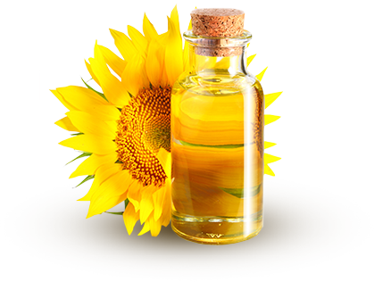 oil sunflower skin cooking background transparent beauty nature pngimg pluspng categories featured related