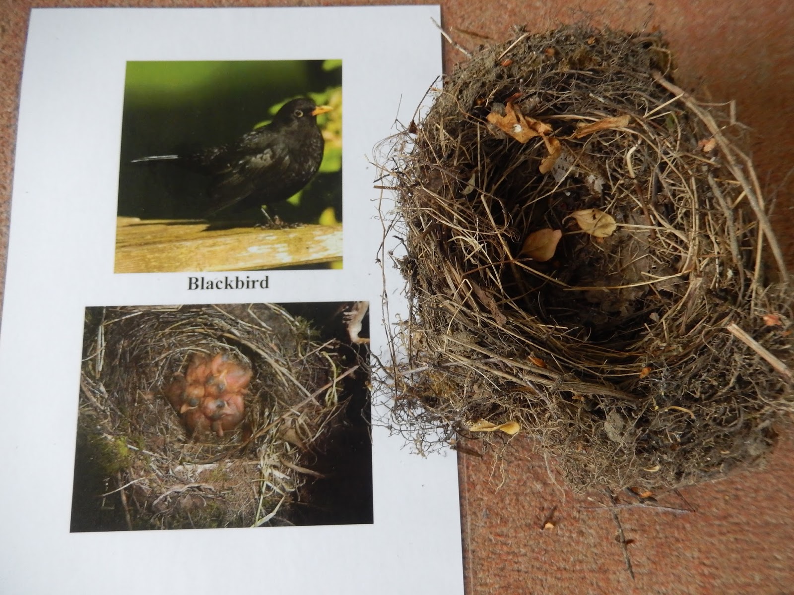 Simon Boyes Some common British birds' nests