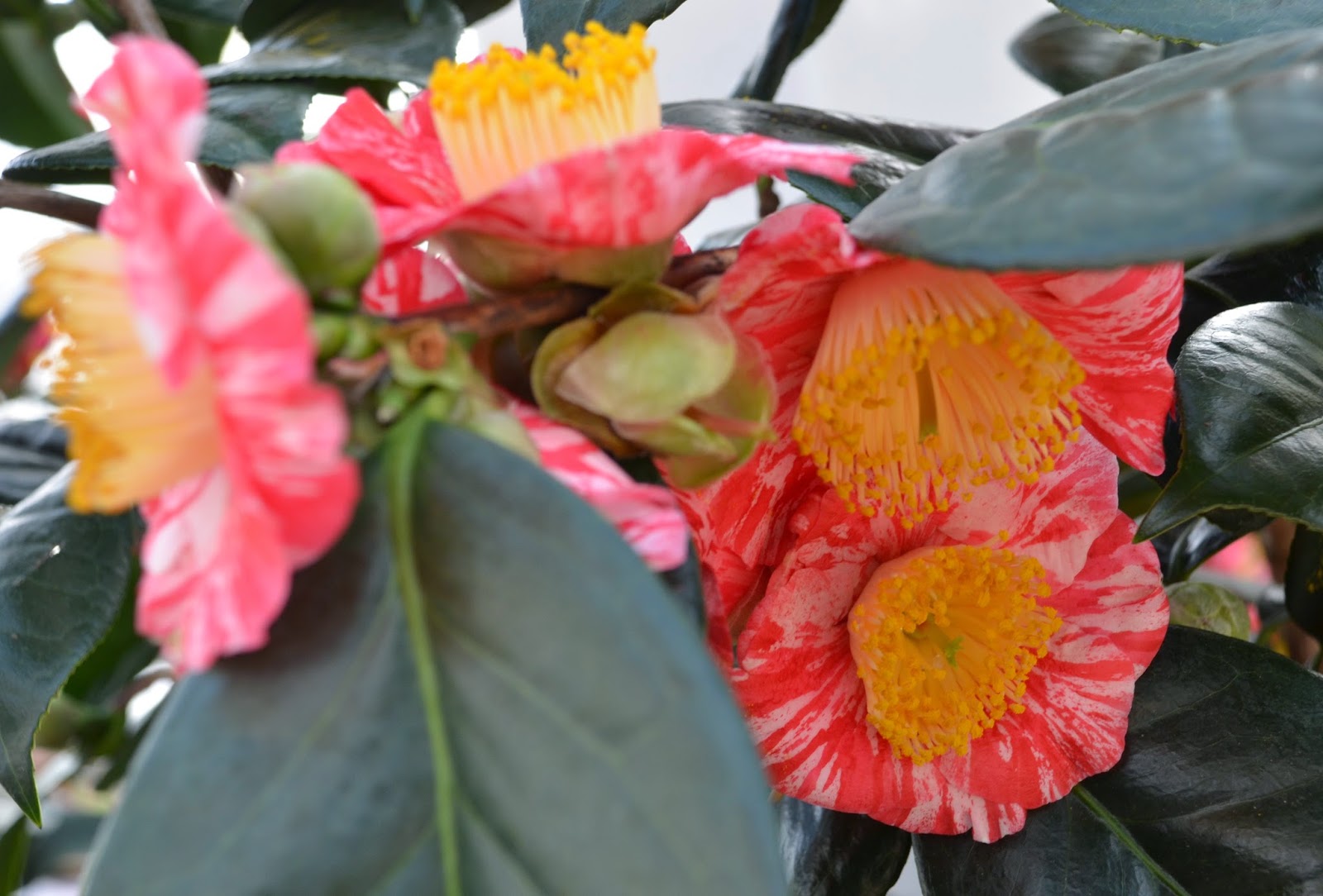 The Garden of Eaden March 2014