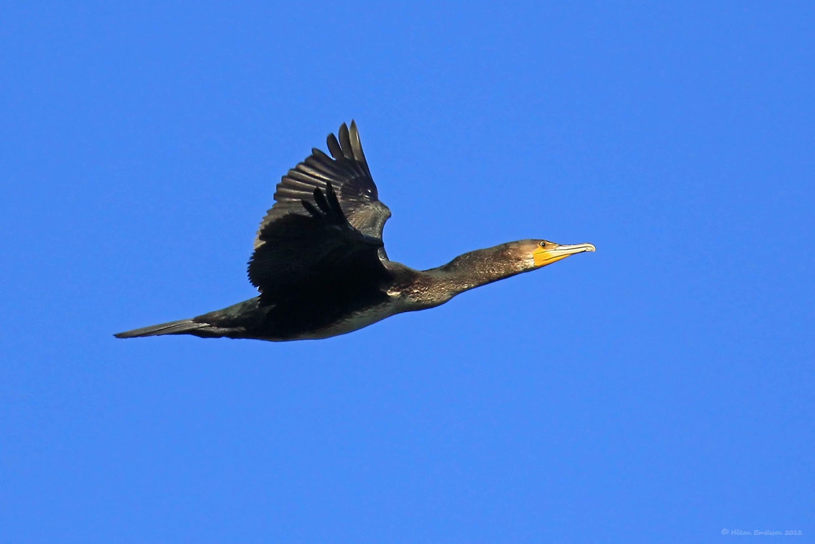 Flying Great Cormorant nordic wildlife photos