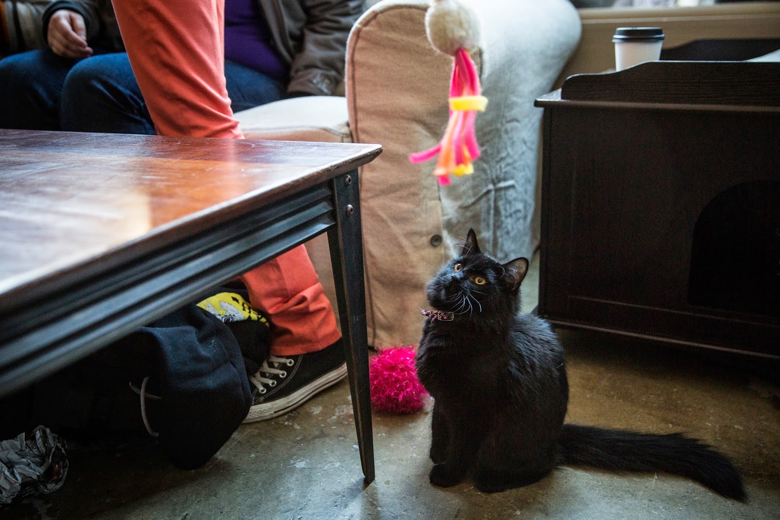 Pop up "Cat Cafe" opens in America Images Archival Store