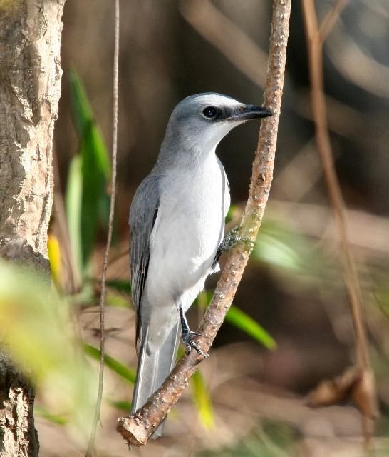 Variety of Life Coracina papuensis