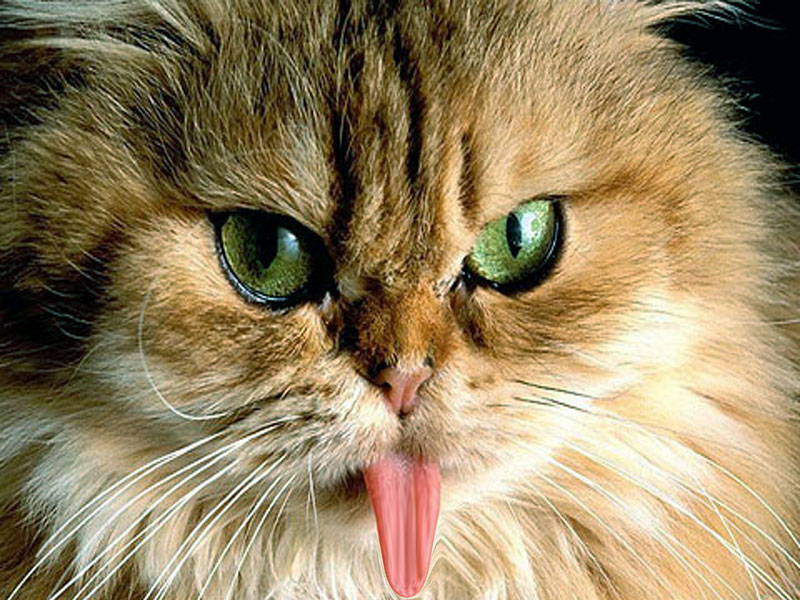 Funny Cats Wallpapers Free Download | Wallpaper HD And ...