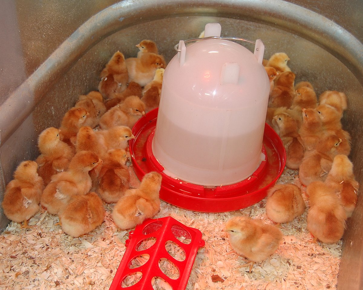 The Funny Farm Chicken Math