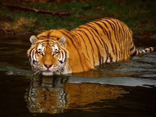 Tiger In water wallpaper