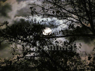 Full Moon and branches