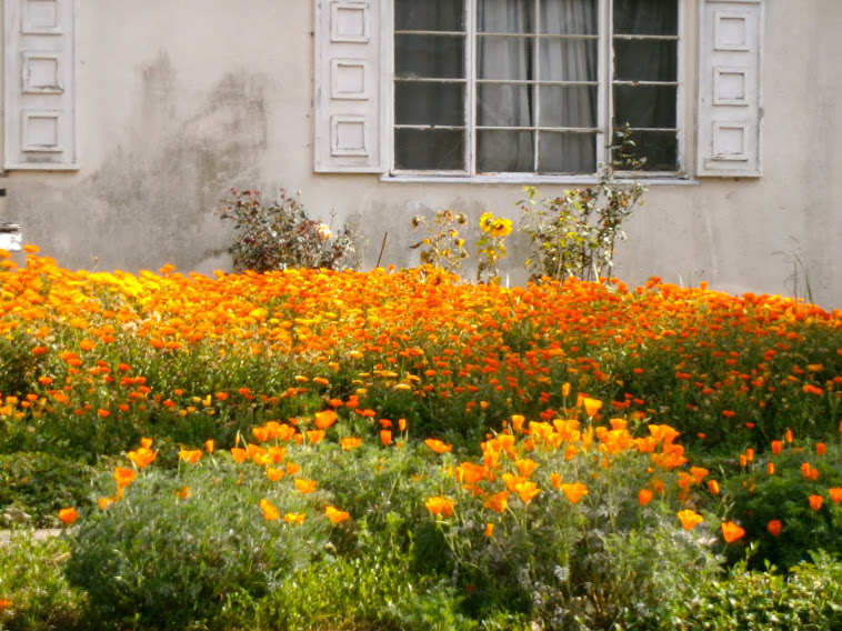 poppies