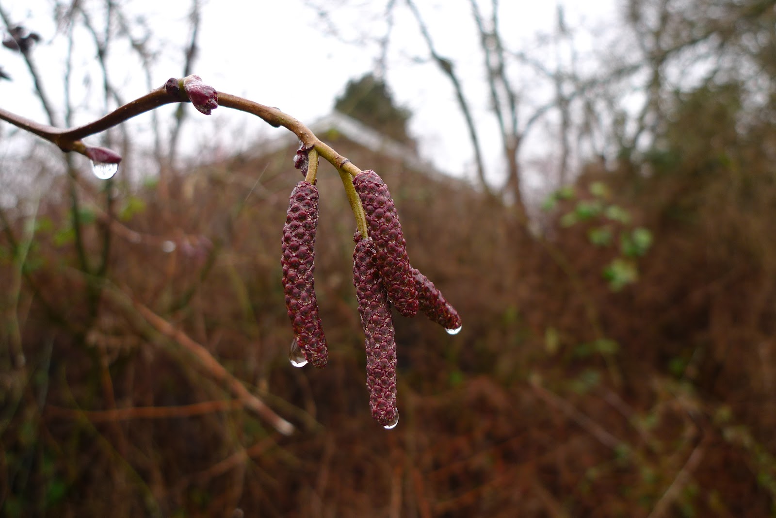Wild Harvests Catkins, can we eat them?