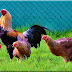 Κοτες Kraienkoppe chickens