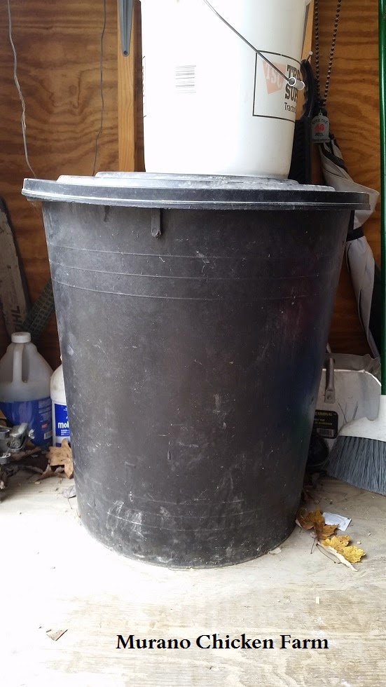 Bugs in the chicken feed Murano Chicken Farm