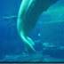 Concerning Belugas: Something, something and something else.