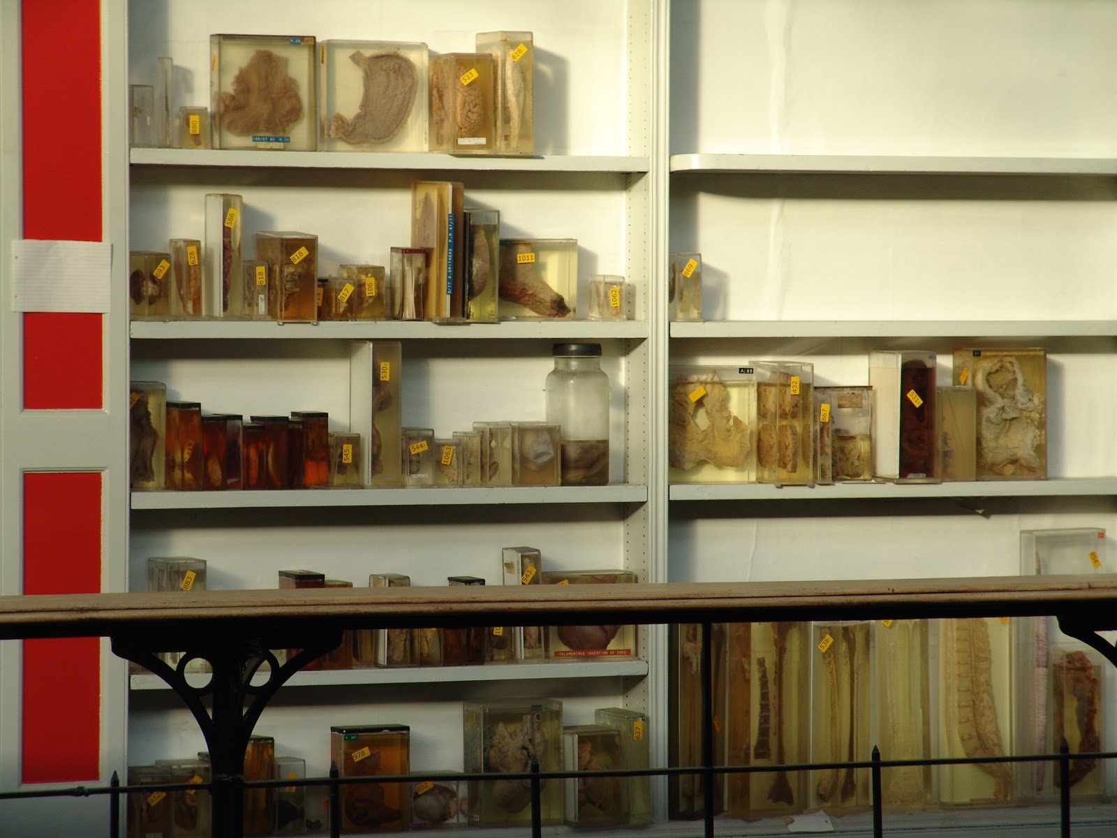 Barts Pathology Museum Museum Info