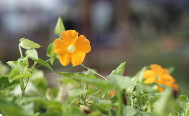 Black-Eyed Susan Vine Flowers Pictures