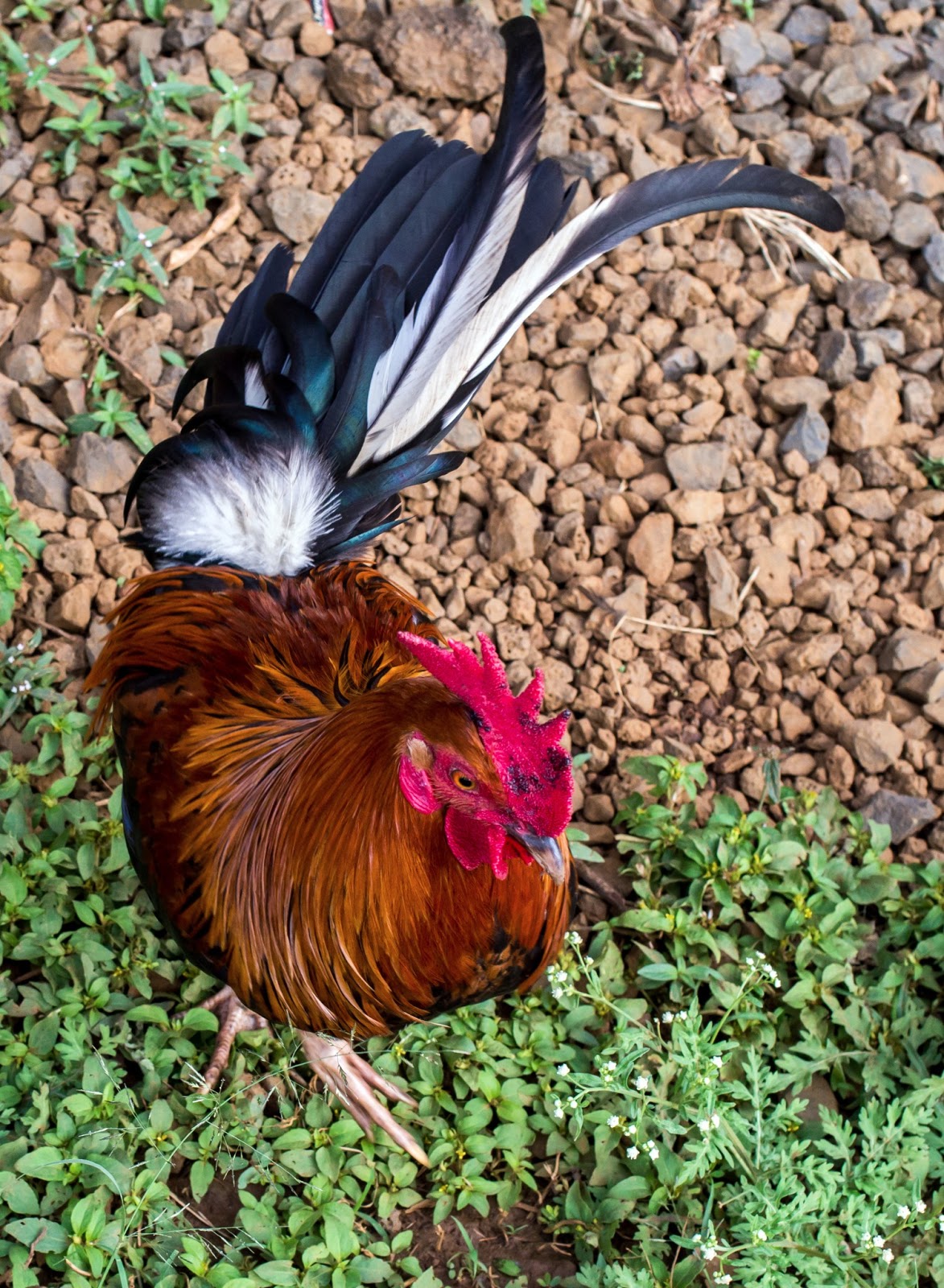 The Whodunit Photographer Hawaiian feral chicken