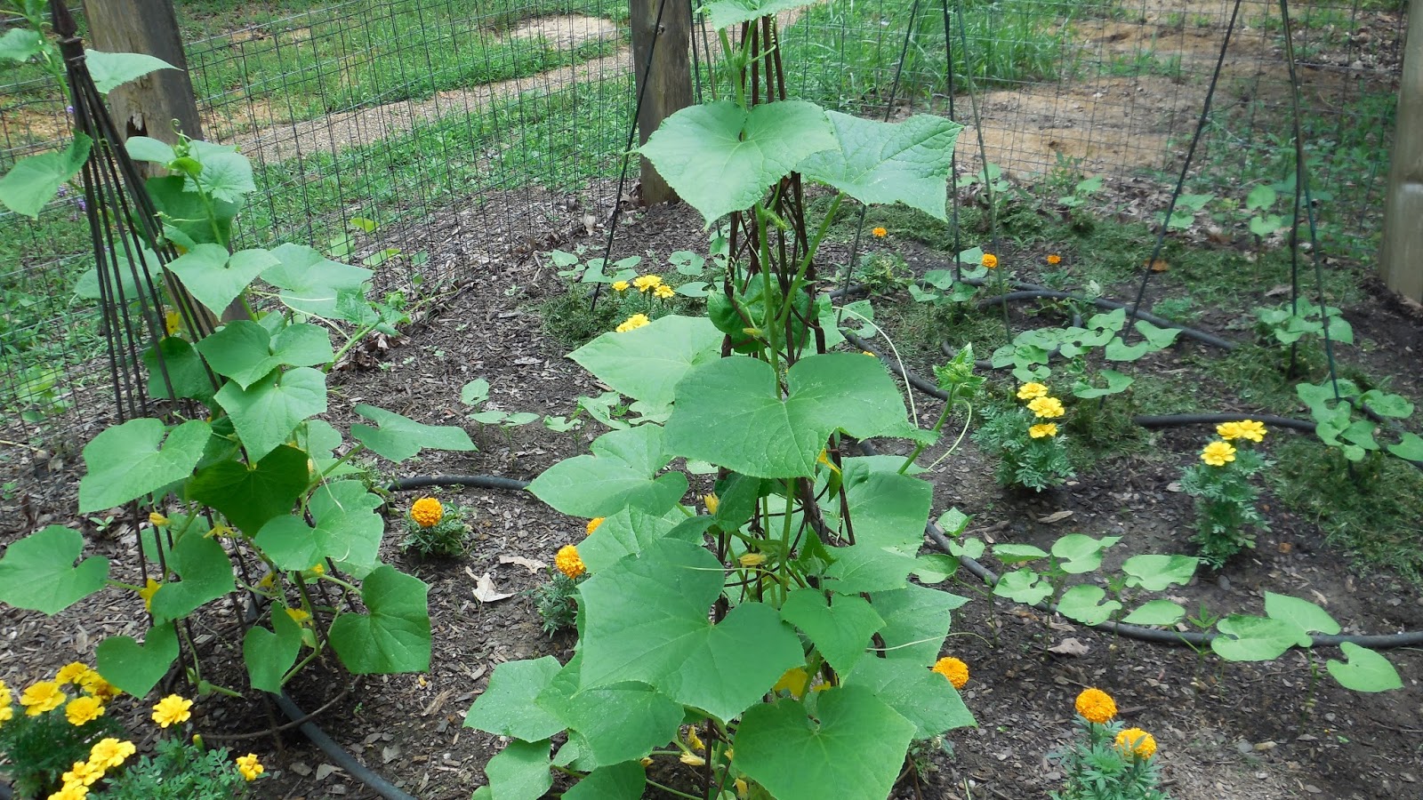 Garden Vegetables in Virginia