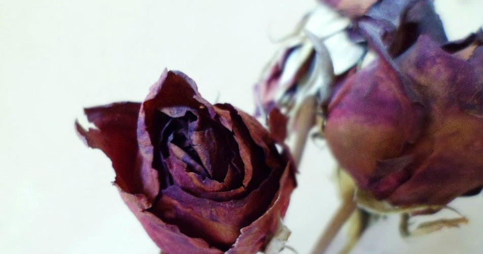 Rosas secas - parte I / Roxi Ameduri Marchettini
