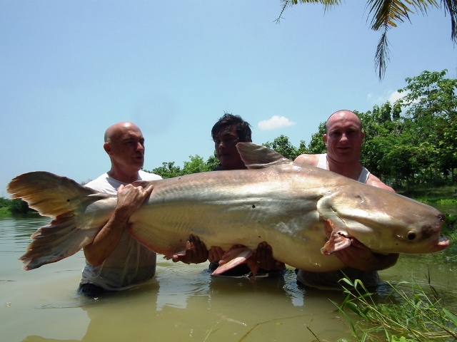 Giant+mekong+catfish+world+record
