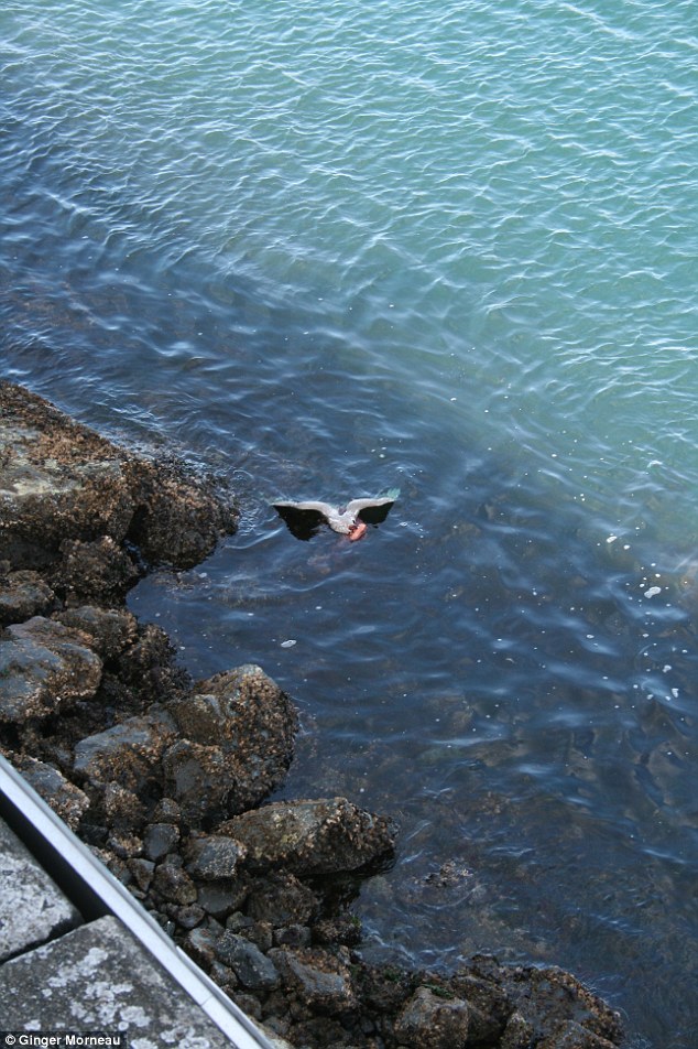 Amazing photos of octopus eating a seagull