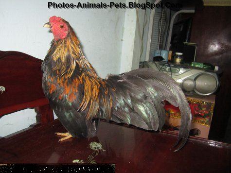 is chicken bad for dogs dangerous of animals pet chicken is chicken bad for dogs dangerous of animals pet chicken
